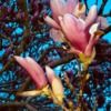 _brooklyn24